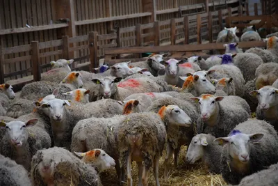 Deux jours de comice agricole à Nogent-le-Rotrou