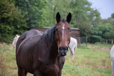 Un cheval en position périlleuse aidé par les pompiers