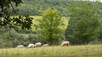  À Boncourt, les montons regagnent la Vallée des Cailles et ses...