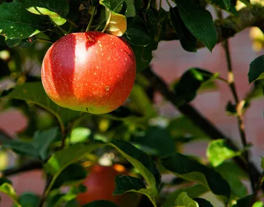 Fête de la pomme à La Loupe