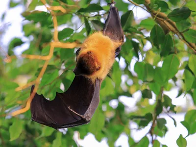 Participez au recensement des chauves-souris en Eure-et-Loir