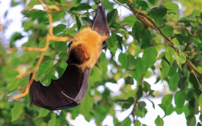 Participez au recensement des chauves-souris en Eure-et-Loir