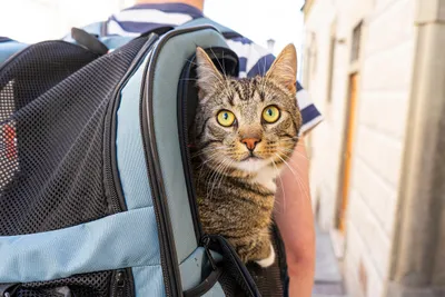 La ville de Chartres poursuit sa lutte contre l'abandon des animaux