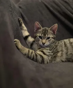 Les animaux à l’honneur le 17 mai à Chartres