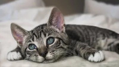 Des nouvelles familles pour 19 chats
