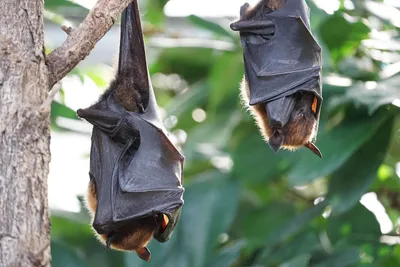 Une nuit à la rencontre des chauves-souris