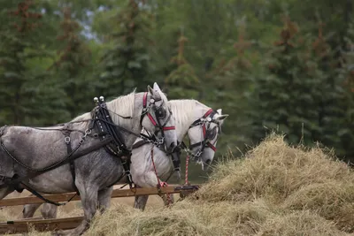 Le cheval percheron célébré au domaine de la Ferté-Vidame