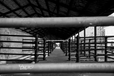 Fermeture du dernier abattoir du Cher à la fin du mois