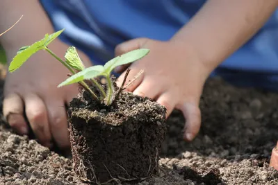 Les élèves de l'école de Charonville récompensés pour la biodiversité