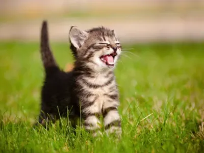 Un vrai survivant » : un chaton bloqué sous une voiture endure plus...
