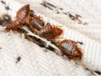 Invasion de punaises de lit et de cafards : une famille de...