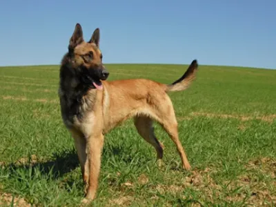 Pourquoi retrouve-t-on autant de bergers malinois dans les refuges...