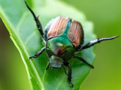 Confrontés à un insecte parmi les plus nuisibles d’Europe, trois...
