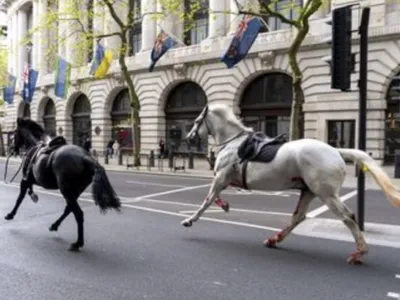Des chevaux en cavale à Londres