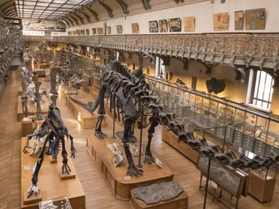 Vol spectaculaire d’or au Muséum d’Histoire naturelle : une...