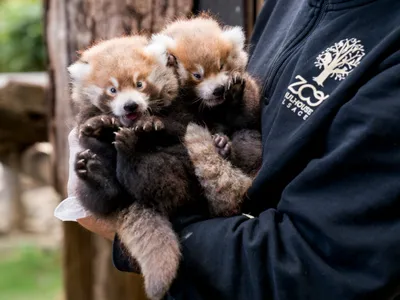 La naissance de deux pandas roux au Parc Zoologique et Botanique de...