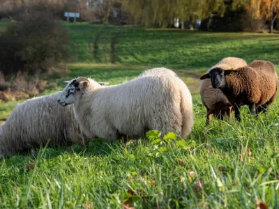 Les moutons réinvestissent Saint-Quentin-en-Yvelines