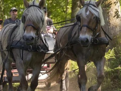 La seconde édition d'Hauts-de-France nature fleurit encore