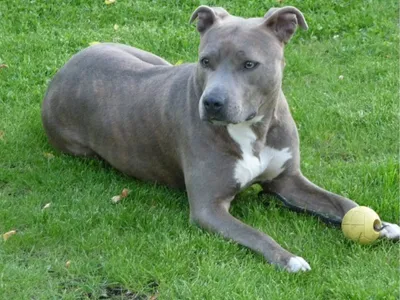 Une jeune femme et son chien toujours recherchées à Evry-Courcouronnes