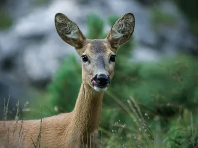 Attention aux chevreuils « ivres » sur les routes de l'Oise