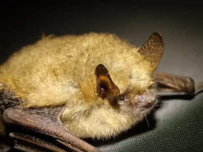 Les chauve-souris, terreurs des moustiques à Conflans-Sainte-Honorine
