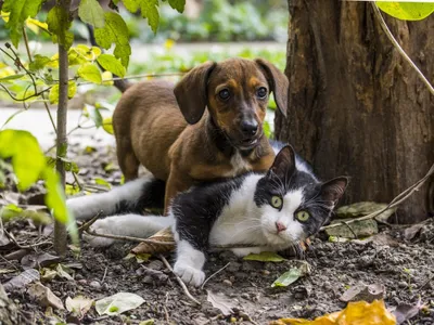 Maisse sur le podium des villes où l’on vole le plus de chats