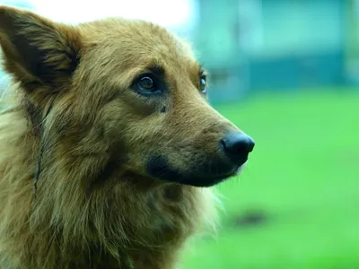 Un parc de loisirs… pour les chiens