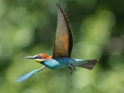 Un « oiseau arc-en-ciel » vole désormais jusqu'en Île-de-France