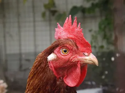 L'Ile-de-France touchée de plein fouet par la grippe aviaire