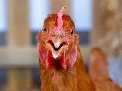 Oise : une nouvelle ferme va accueillir un million de poules pondeuses