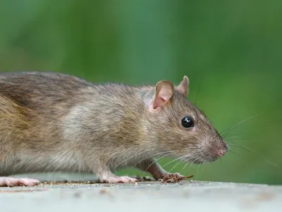 La guerre contre les rats débute à Chambly 