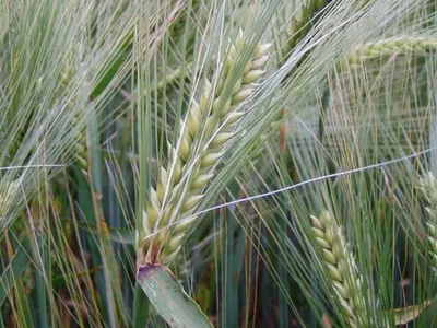 Une bonne nouvelle pour les agriculteurs euréliens