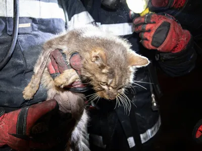 Les pompiers de l'Oise ont sauvé des animaux piégés dans une maison...