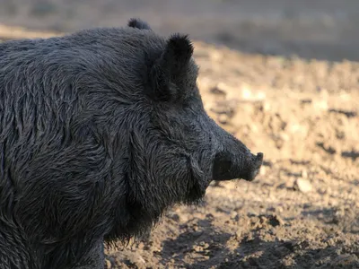 La lutte contre les sangliers vient de commencer à Montévrain