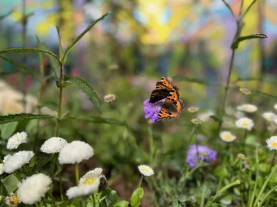 Angers : les papillons ont élu domicile au parc Terra Botanica