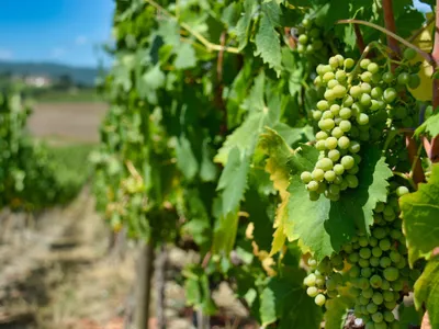 Arrachage des vignes : le ministre de l'agriculture en Gironde