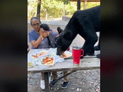 Mexique : un ours s'invite à la table de pique-niqueurs (vidéo)