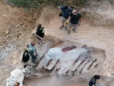 Portugal : un homme découvre des restes de dinosaures dans son jardin