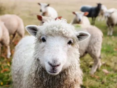 "Ils étaient tout fous" : un troupeau de moutons dévore des...