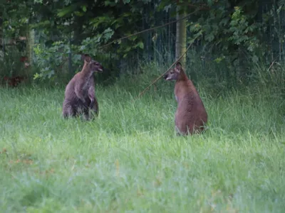 Château-Gontier. Le Refuge de l'Arche accueille cinq nouveaux wallabys