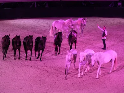 La Cavalerie Enchantée revient aux Arènes de Lunel pour une 7e...