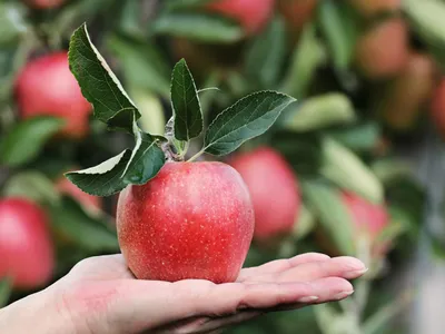 Hérault : la pomme célébrée en grand dans ces deux coopératives