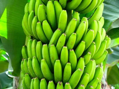 Des bananes cultivées… dans les Pyrénées-Orientales 