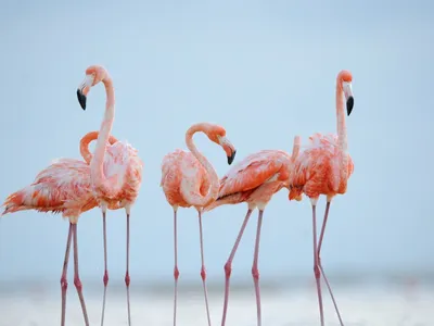 Une opération innovante pour sauver les flamants roses