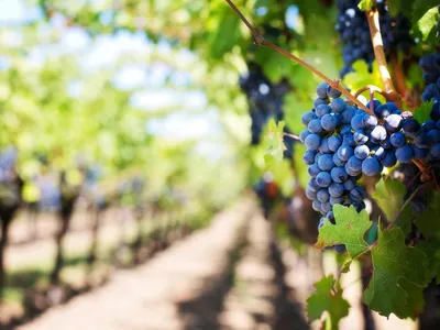 Foires aux vins : vos droits et les obligations des distributeurs