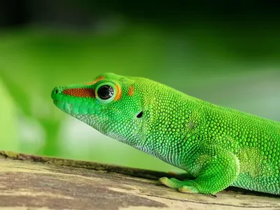 Nîmes : Les Reptiliades, le grand salon des reptiles, font leur retour