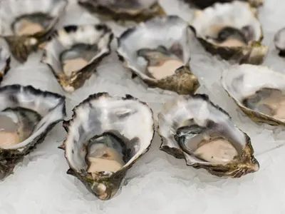 Étang de Thau : les huîtres peuvent à nouveau être consommées, pas...