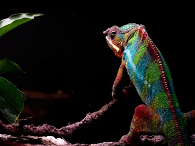 Nîmes : Record absolu de fréquentation pour les Reptiliades