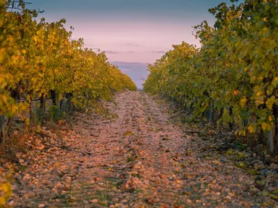 Vendanges : des récoltes contrastées dans le sud