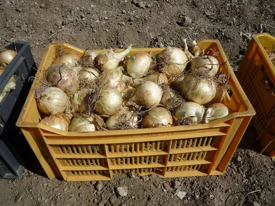 La récolte de l'oignon doux des Cévennes est lancée